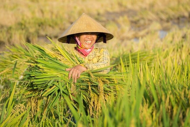 Fermier vietnamien souriant récoltant le riz dans une rizière verdoyante, une scène authentique et typique à vivre lors d’un voyage au Vietnam - voyage sur mesure avec Nahra Travel, spécialiste Asie et Moyen-Orient.