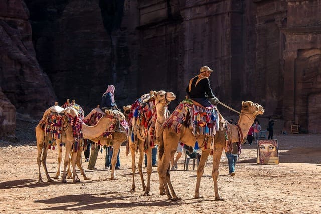 Caravane de chameaux richement décorés devant les monuments taillés dans la roche de Pétra, une expérience incontournable lors d’un voyage en Jordanie – voyage sur mesure avec Nahra Travel, spécialiste Asie et Moyen-Orient